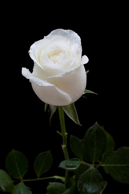 Obituary of Loyce Edna Dreke