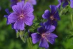 Winifred Wood