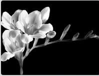 Obituary of Lynn Marie Edwards