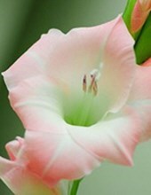 Obituario de Cynthia Anne Hazelrigg