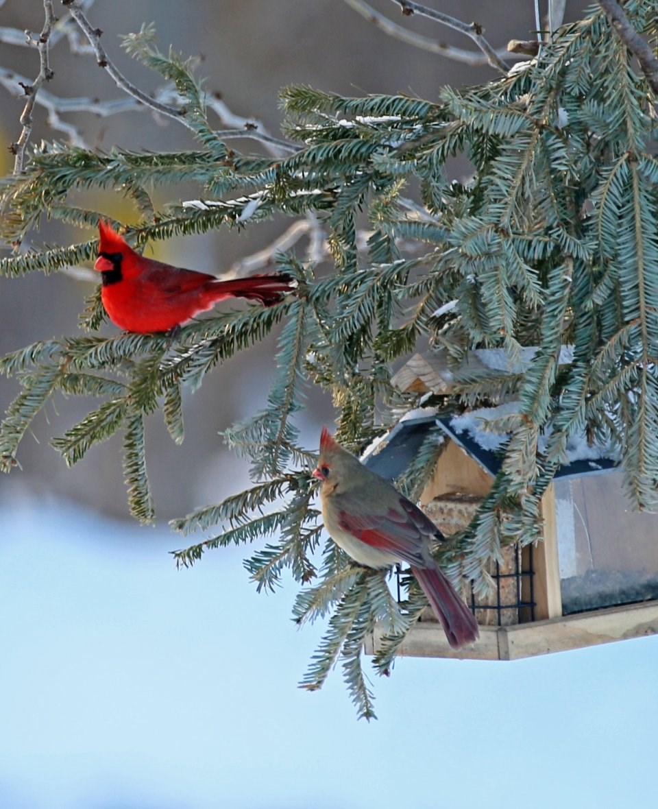 Pauline M. Bradley Obituary Watkins Glen, NY