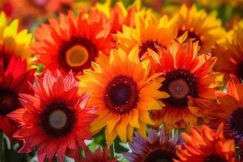 Obituary of Beatrice Vera Eason