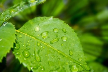 Obituary of Donald Fredrick Allison