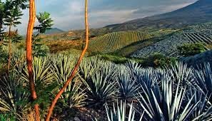 Obituary of Roberto Cueva