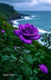 Obituary of Judith Elizabeth DeMasi