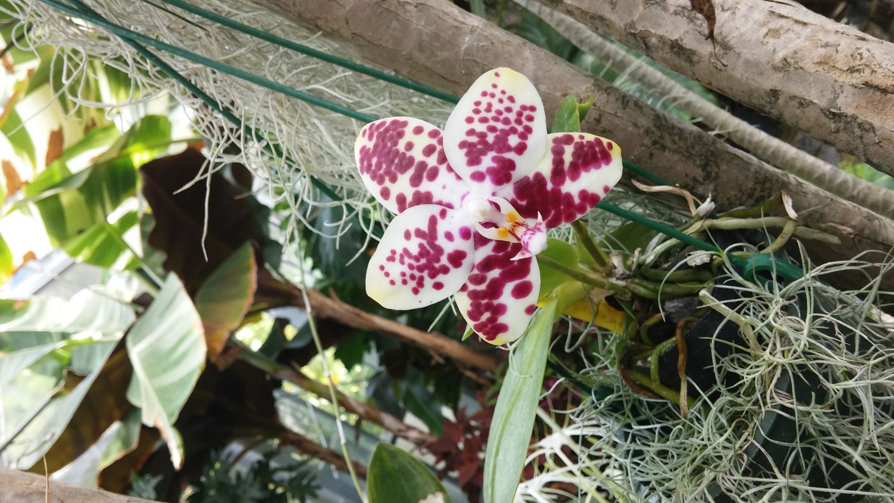 Obituary of Mary Juanita Tiwanak