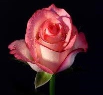 Obituary of Joan Severance