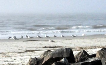 Obituary of Julia Elizabeth Horton