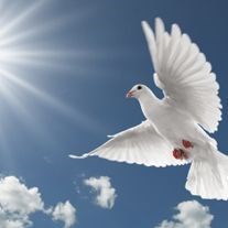 Obituary of Colleen Ann Carey