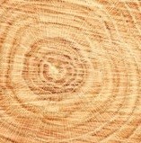 Obituary of Stephen Lee Koenig