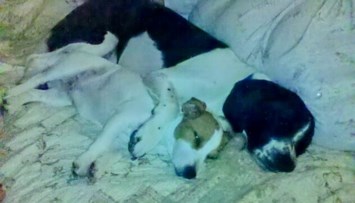 Obituary of Janice S.  Caudill