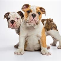 Obituary of Darcy Jo Davis