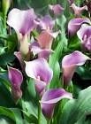 Obituary of Alejandra Carrillo Magana