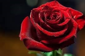 Obituary of Loren Palmer