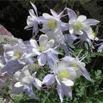 Obituary of Norman Allan Nelson