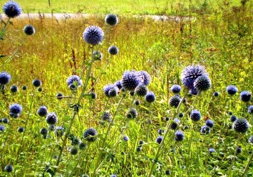 Obituary of Arnold Henry