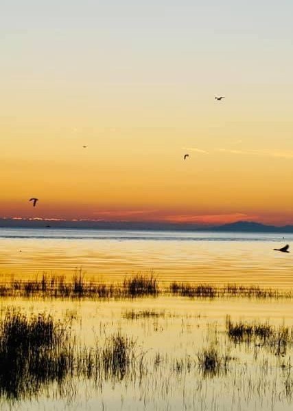 Obituary of Wing Chan