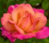 Obituary of Sarah Jane Blankenheim