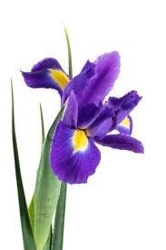 Avis de décès de Elvy Larsson Harris