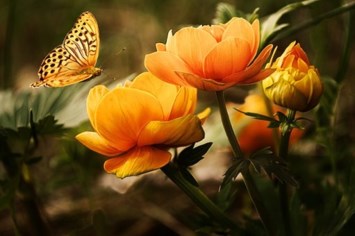 Obituary of Louise Collison Averill