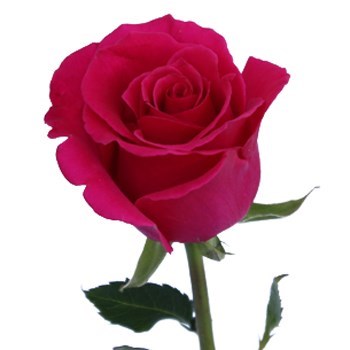 Obituary of Lynne Goe Brookes