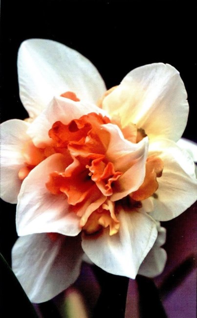 Obituary of Anna Britton