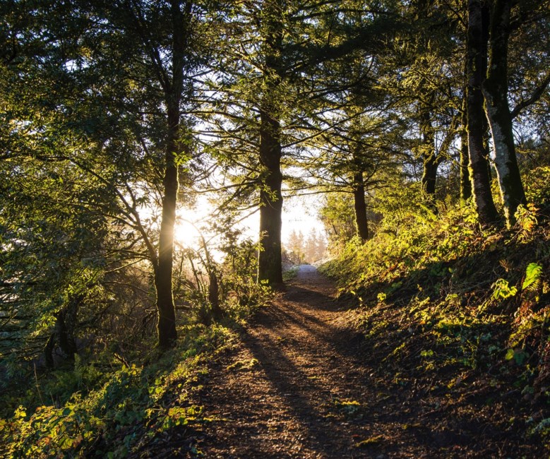 Obituary of Henry Charles Young