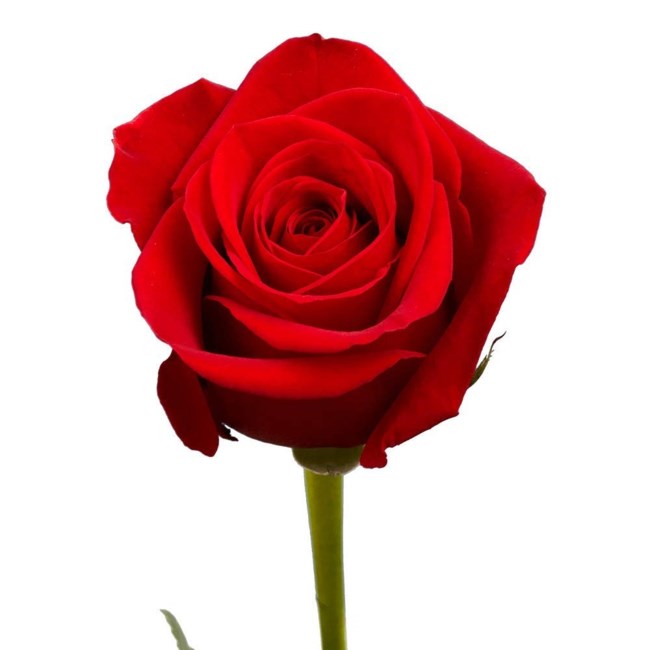 Obituary of Gloria Zaragoza Martinez