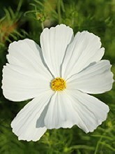 Obituary of Angelika Schwab