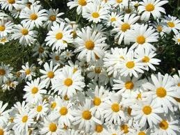 Obituary of David Lee Childs