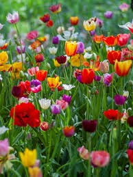 Obituary of Mae Rhodes