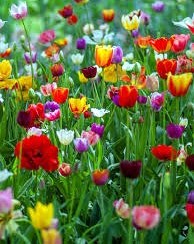 Obituary of Mae Rhodes