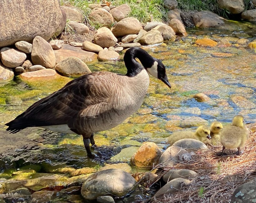 Avis de décès de Diana Bailey Stone