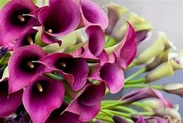 Obituary of Karen Mary Dalton