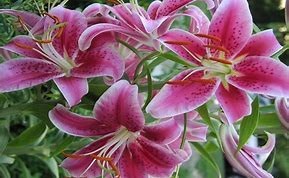 Obituary of Terry "Cricket" Lee Davis