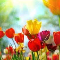 Obituary of Mary Ellen Rose