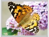 Obituary of Leonor Mena Vazquez