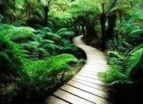 Obituary of Ann F. Cersosimo