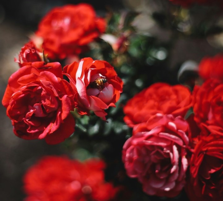 Avis de décès de Maria Guadalupe Lomas Madrigal