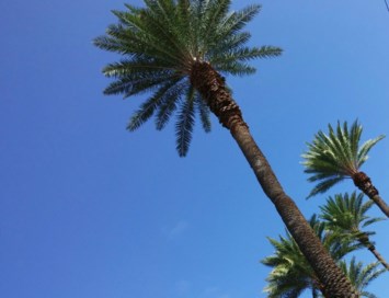 Obituary of Anthony Roy Kelley Jr.