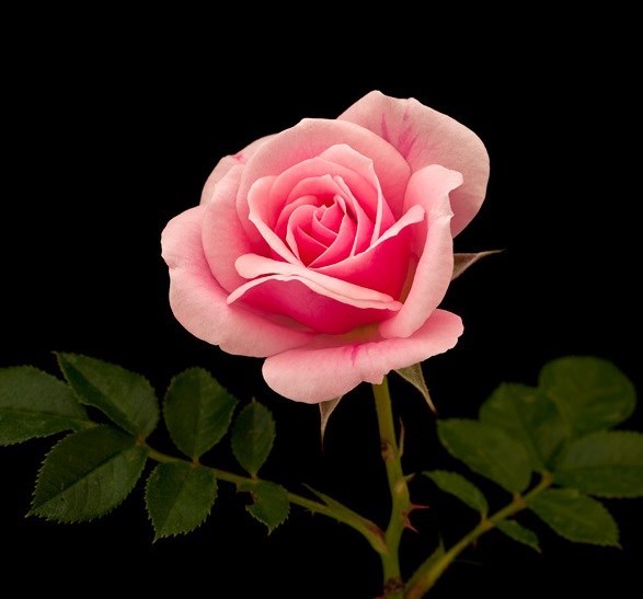 Obituario de Marilyn Frances Moore