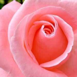 Obituary of Jane Carson Saunders Myles