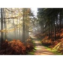 Obituary of Dick Van Van Vliet