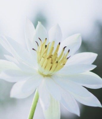 Obituary of Rose Marie Tozzo