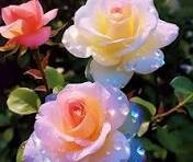 Obituary of Olga Esther Berrios Torres