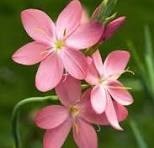 Avis de décès de Silvia Guerrero Arreola