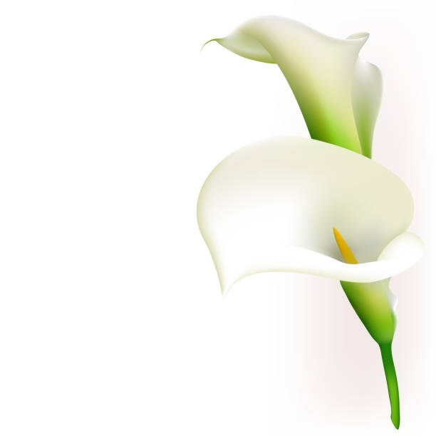 Obituary of Carolyn Lee Gallaway