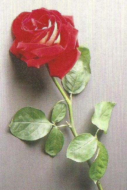 Obituary of Gardenia Cobas