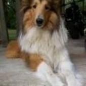 Obituary of Ginger Davila