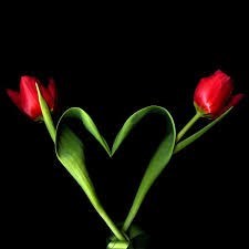 Obituary of Alice J. Caracciolo